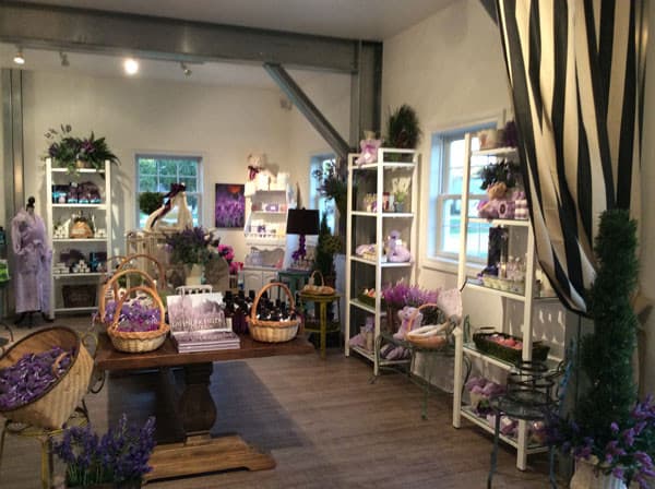 Cozy lavender gift shop interior with purple products, baskets, and white display shelves.